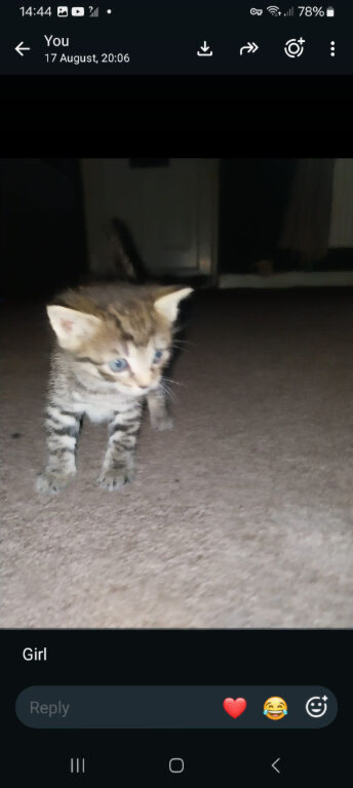 6 beautiful kittens