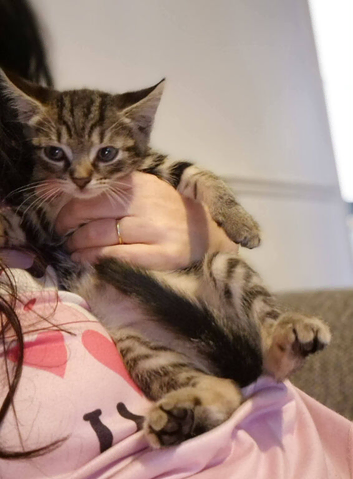 Tabby Kitten For Sale 8 weeks old