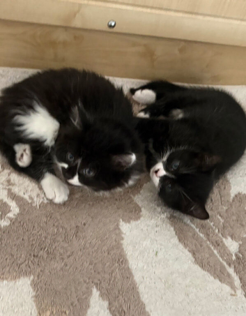 Two beautiful black-and-white kittens for sale 1 mile one female born on Valentine&rsquo;s Day ready to go