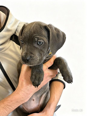 8 lovely cane corso puppies