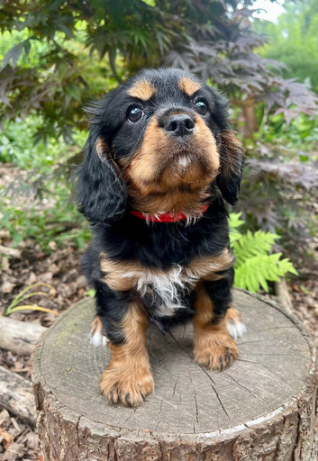 Quality KC registered cavalier puppy