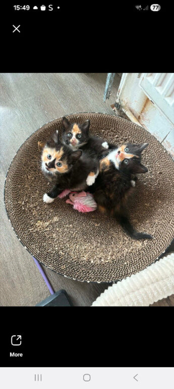 Kittens for sale