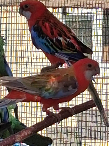 Dna sexed rosellas