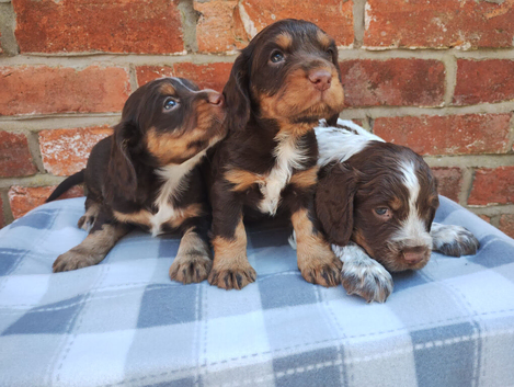 Cocker Spaniel Puppies