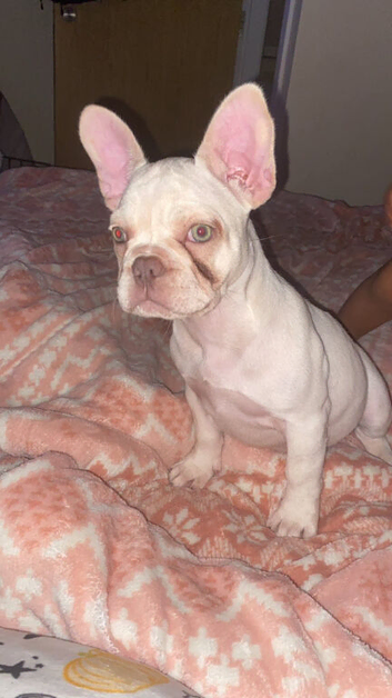 7 month old female pup for sale
