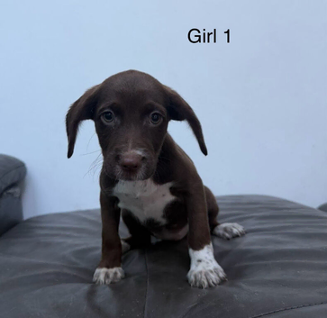 Cockerjack puppies for sale