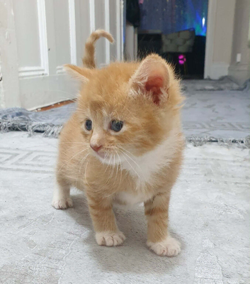 Kittens for sale