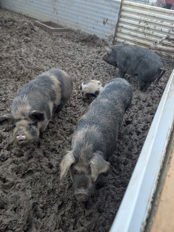 Kune kunes