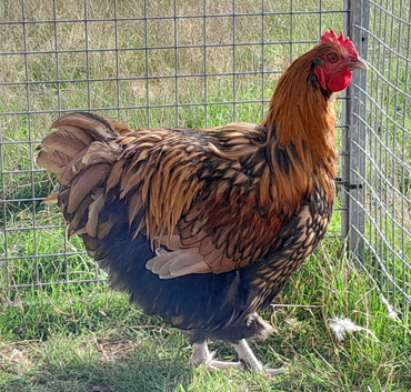 Handsome Gold Laced Orpington cockerel