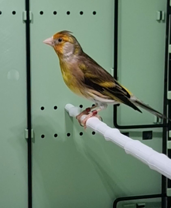 Goldfinch mule