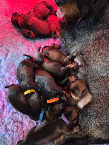 4 kc registered standard wirehaired