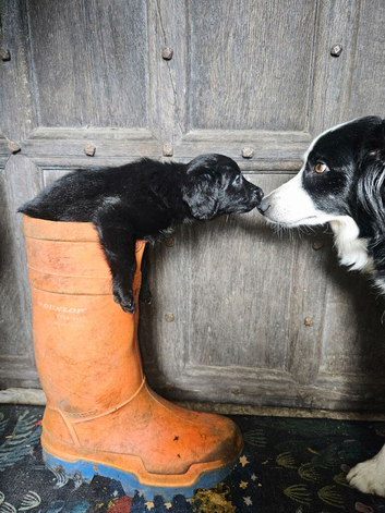 Adorable Border collie cross Cockerpoo puppies