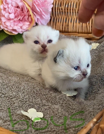 BEAUTIFUL PURE BRED BSH TEDDY BEARS RARE SEAL LYNX
