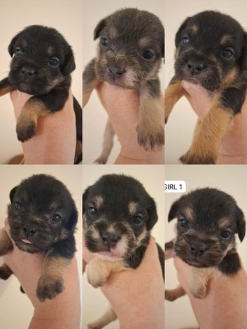 French bulldog  X toy poodle FROODLE