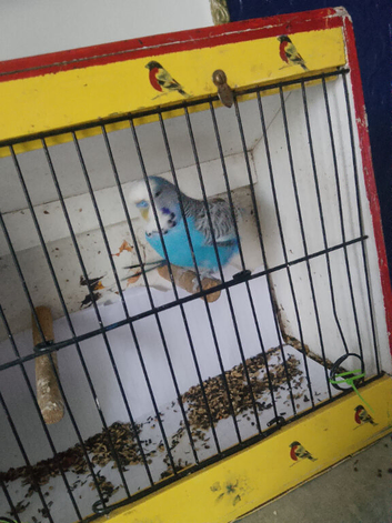 Butiful bugies