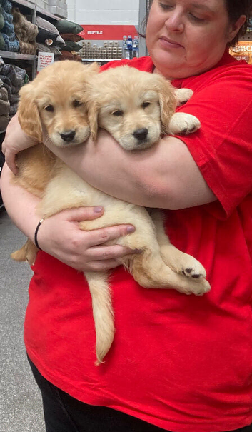 Ready now gorgeous golden retriever