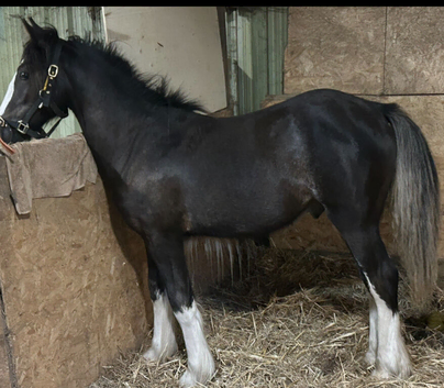 Cob x Welsh