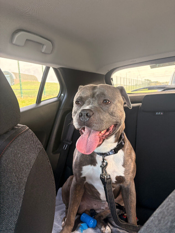 Rehome - Staffordshire Bull Terrier