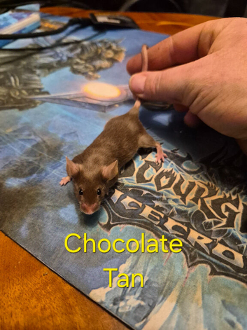10 Cute Female Baby Fancy Mice