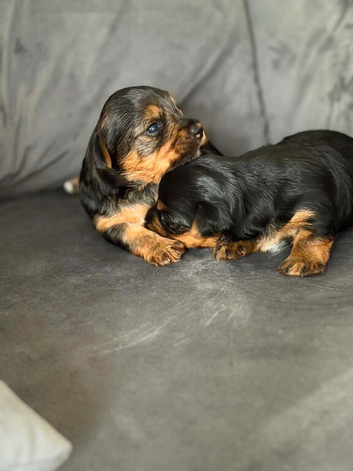 Yorkshire Terrier puppies