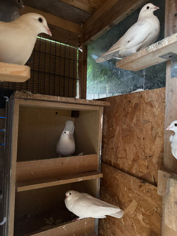 Pigeons for sale