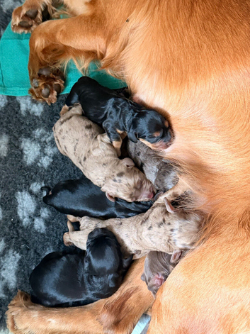 Beautiful litter of working cocker spaniels