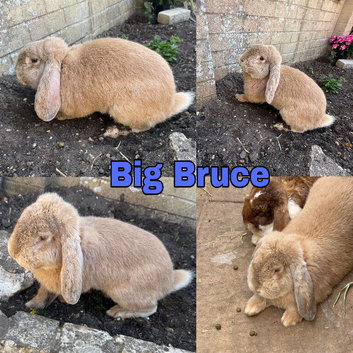Large Male French Lop - Vaccinated