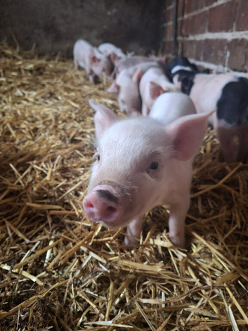 Hampshire Cross Piglets
