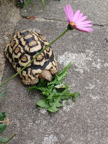 Beautiful Leopard tortoise for sale