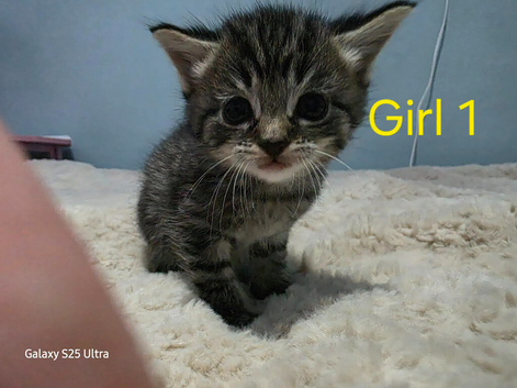 Kittens ready 22nd July