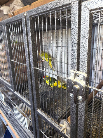 Breeding pair of kakarikis