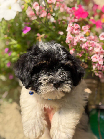 Exquisite litter of Havanese Puppies