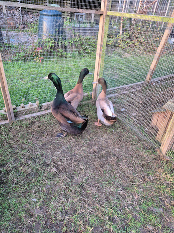 1x Cayuga and 2x Khaki Campbell drakes