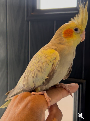 Tame baby cocktail