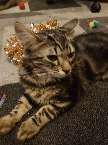 Male kitten