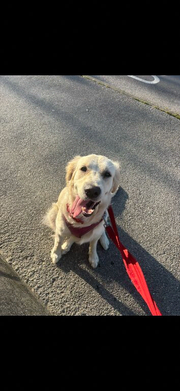 Beautiful 3 year-old golden retriever female