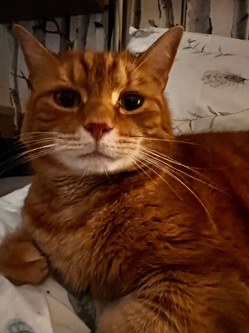10 year old Ginger Tom