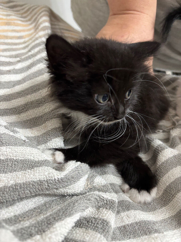Kittens