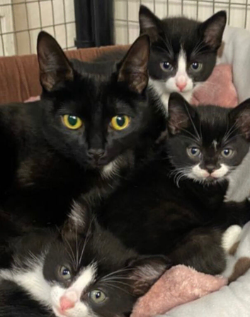 2 male kittens