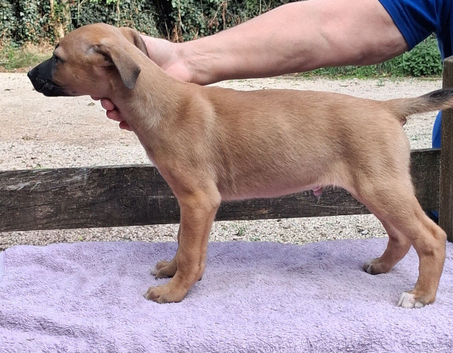 Well bred beautiful lurcher puppies