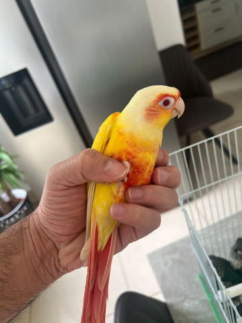 Lutino conure