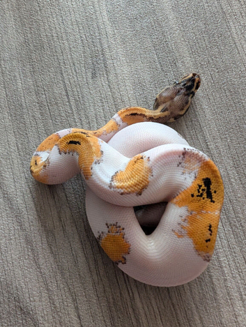Pied het clown