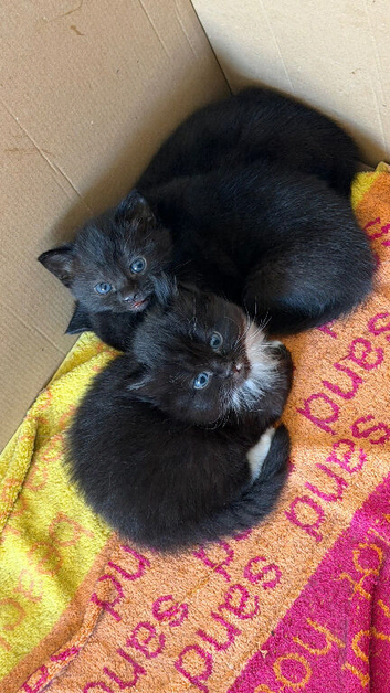 2 Female 1 Male
