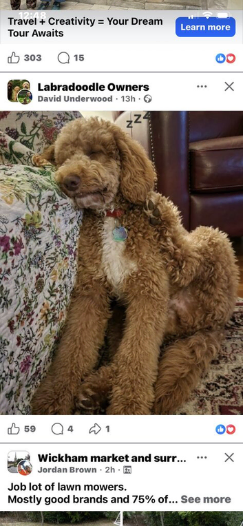 Poodle cross / poodle