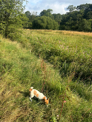 Stunning female jack Russell