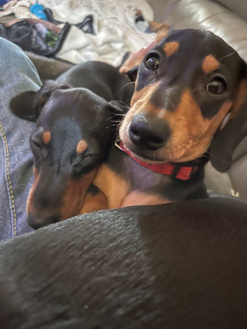 Puppies looking for 4ever home