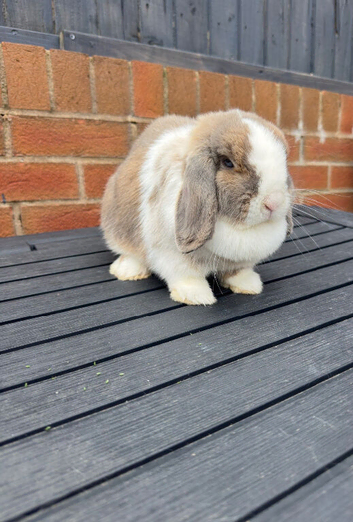 Stunning Mini lop Doe