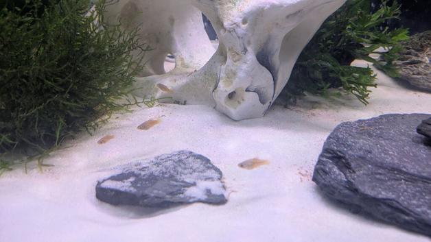 Free to good home