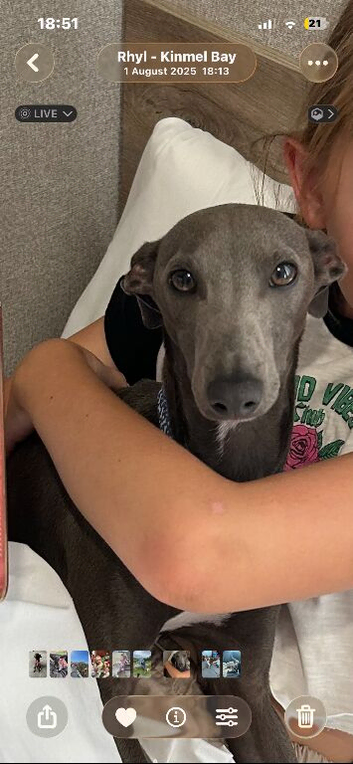 Blue Italian Whippet.  18 months old
