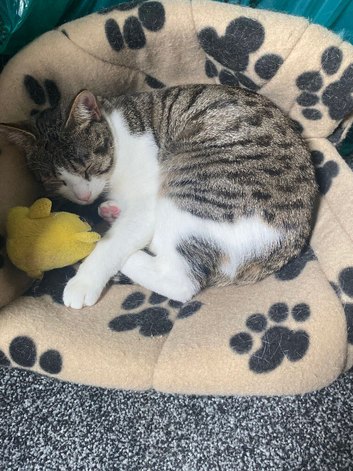 Riri- 1 year old female Tabby and White mixed cat!